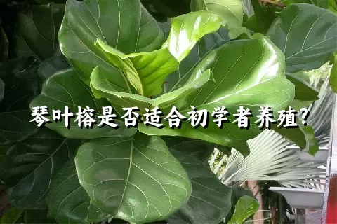 琴叶榕是否适合初学者养殖?