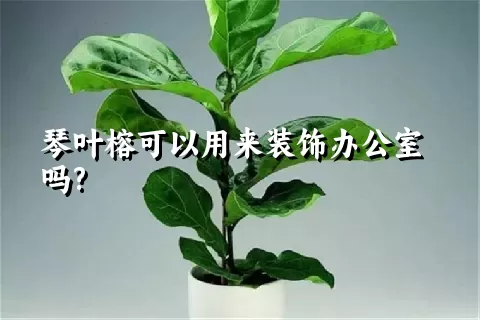 琴叶榕可以用来装饰办公室吗?