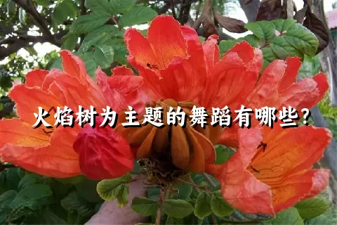 火焰树为主题的舞蹈有哪些？