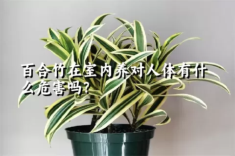 百合竹在室内养对人体有什么危害吗？
