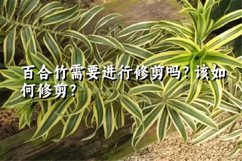 百合竹需要进行修剪吗？该如何修剪？