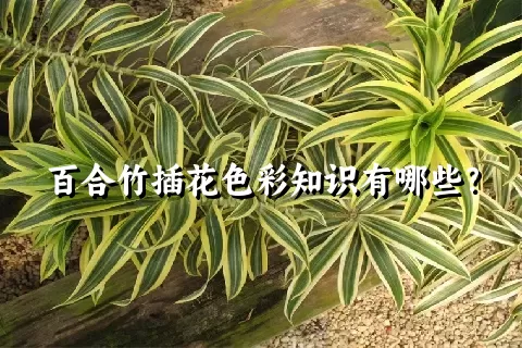 百合竹插花色彩知识有哪些？