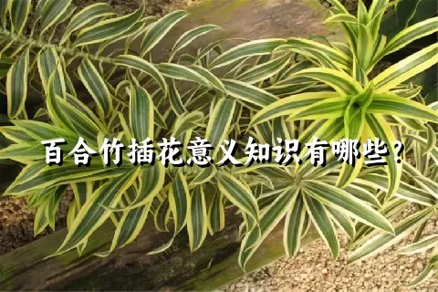 百合竹插花意义知识有哪些？