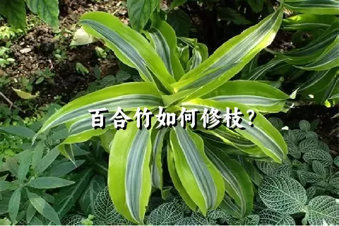 百合竹如何修枝？