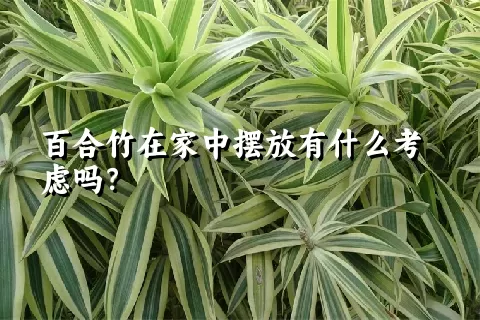 百合竹在家中摆放有什么考虑吗？