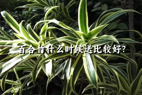 百合竹什么时候送比较好？