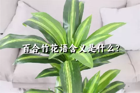百合竹花语含义是什么？