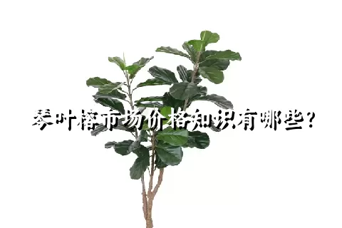 琴叶榕市场价格知识有哪些？