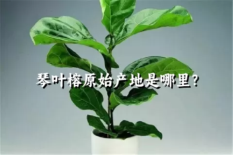 琴叶榕原始产地是哪里？