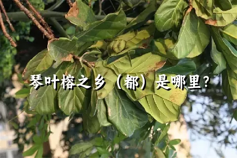 琴叶榕之乡（都）是哪里？