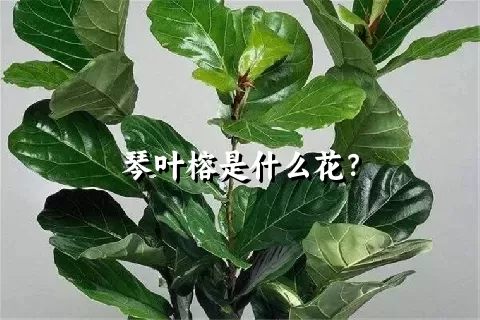 琴叶榕是什么花？