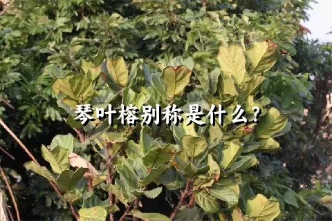 琴叶榕别称是什么？