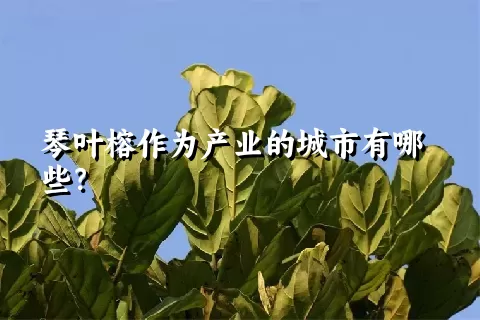 琴叶榕作为产业的城市有哪些？
