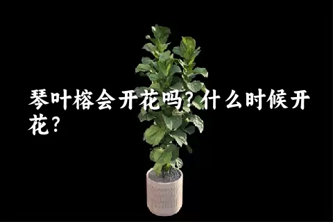琴叶榕会开花吗？什么时候开花？