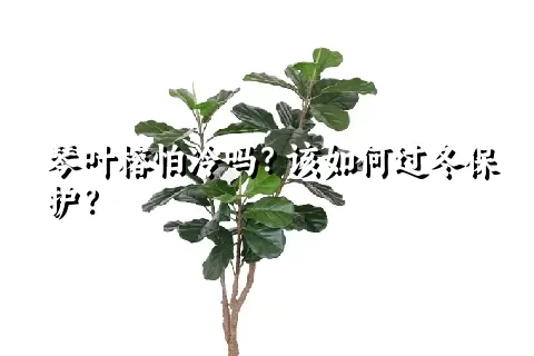 琴叶榕怕冷吗？该如何过冬保护？
