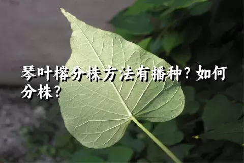 琴叶榕分株方法有播种？如何分株？