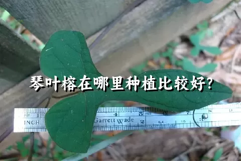 琴叶榕在哪里种植比较好？