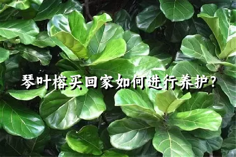 琴叶榕买回家如何进行养护？