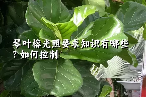 琴叶榕光照要求知识有哪些？如何控制