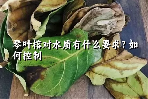 琴叶榕对水质有什么要求？如何控制