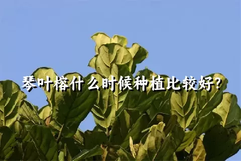 琴叶榕什么时候种植比较好？