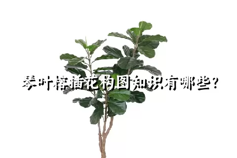 琴叶榕插花构图知识有哪些？