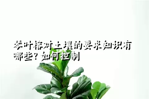 琴叶榕对土壤的要求知识有哪些？如何控制