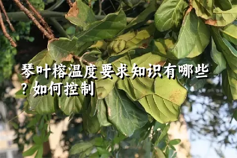 琴叶榕温度要求知识有哪些？如何控制