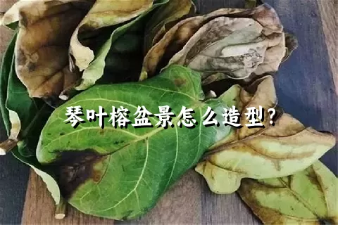 琴叶榕盆景怎么造型？