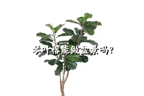 琴叶榕能做盆景吗？