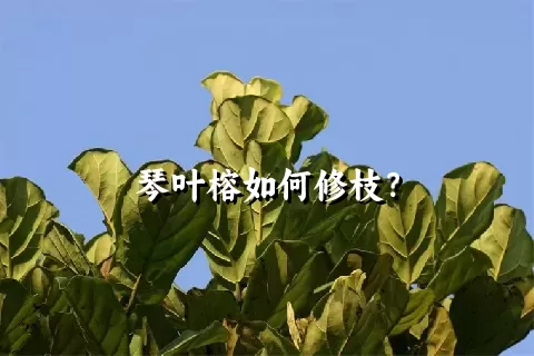 琴叶榕如何修枝？