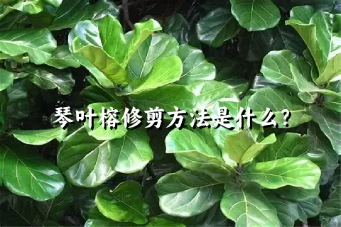 琴叶榕修剪方法是什么？