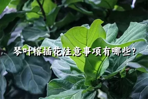琴叶榕插花注意事项有哪些？