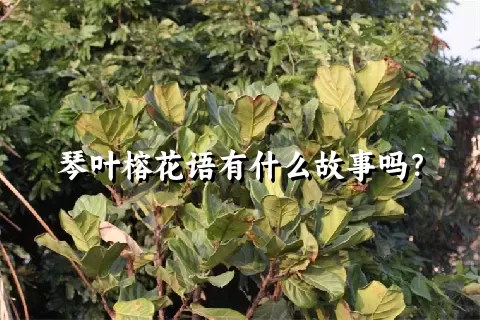 琴叶榕花语有什么故事吗？