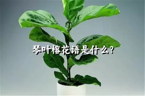 琴叶榕花语是什么？