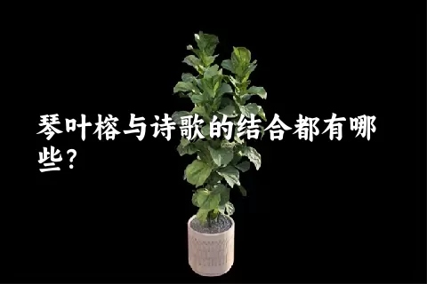 琴叶榕与诗歌的结合都有哪些？