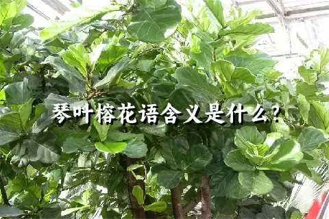 琴叶榕花语含义是什么？