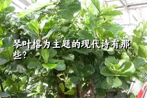琴叶榕为主题的现代诗有那些？