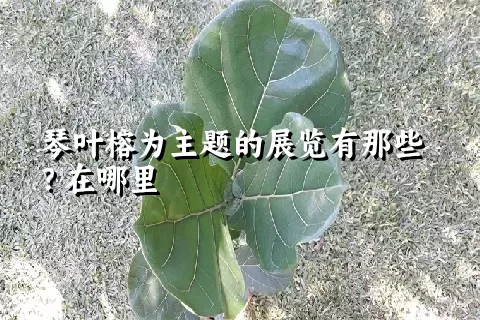 琴叶榕为主题的展览有那些？在哪里