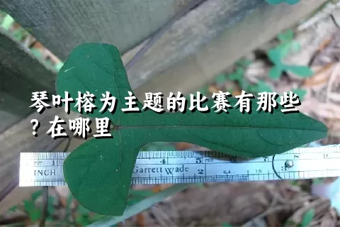 琴叶榕为主题的比赛有那些？在哪里