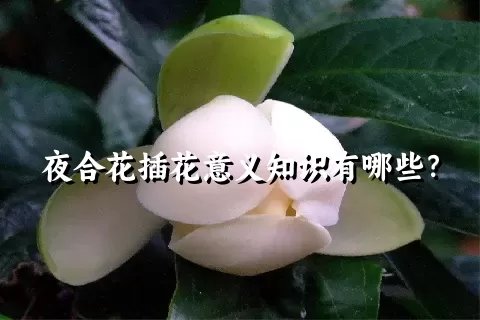 夜合花插花意义知识有哪些？
