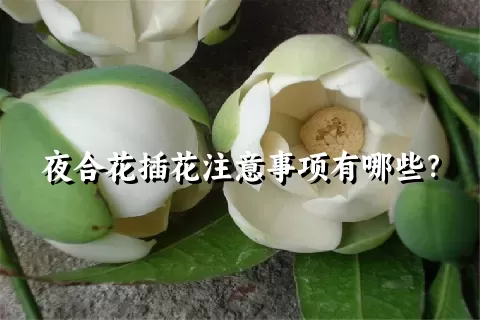 夜合花插花注意事项有哪些？