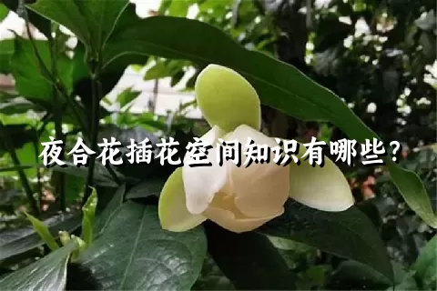 夜合花插花空间知识有哪些？