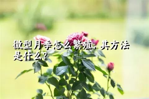 微型月季怎么繁殖，其方法是什么？