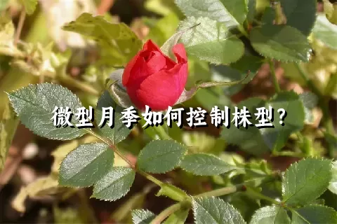 微型月季如何控制株型？