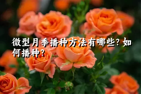 微型月季播种方法有哪些？如何播种？