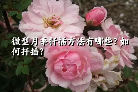 微型月季扦插方法有哪些？如何扦插？