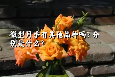 微型月季有其他品种吗？分别是什么？