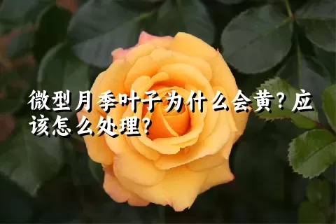 微型月季叶子为什么会黄？应该怎么处理？