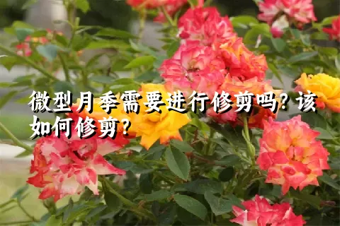 微型月季需要进行修剪吗？该如何修剪？